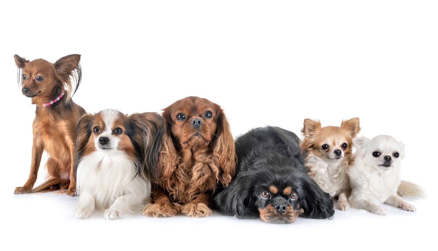 Different types of small dogs in front of a white background.